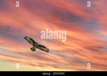Bussard mit rauen Beinen ragt in den Himmel. Schöner, großer Greifvogelflug, im Flug mit dramatischem Himmel. Mit leuchtenden Blau- und Orange-Farben ist Platz für Stockfoto