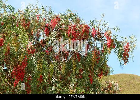 Trauben von Schinus Molle oder peruanischen Pfefferfrüchten auf dem Baum im SDouth Valley, Region Cuzco, Peru Stockfoto