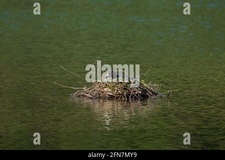 Blässhühner sind mittelgroße Wasservögel, die Mitglieder der Eisenbahnfamilie Rallidae sind. Stockfoto