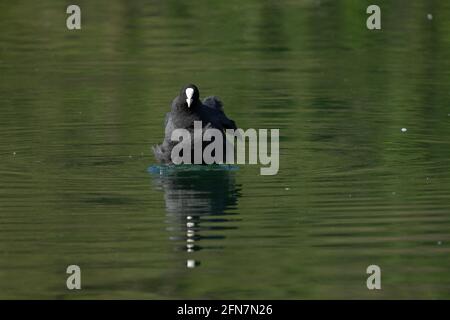 Blässhühner sind mittelgroße Wasservögel, die Mitglieder der Eisenbahnfamilie Rallidae sind. Stockfoto