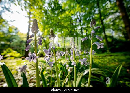 Berlin, Deutschland. Mai 2021. Die Sonne scheint durch Bäume auf Bluebells im Zoo. Quelle: Fabian Sommer/dpa/Alamy Live News Stockfoto