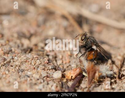 Parasitenfliege (Gonia sp.) Stockfoto