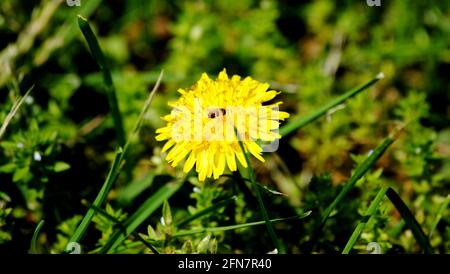 Honigbiene, die Honig aus der Blume nimmt Stockfoto