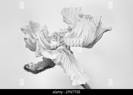 Isolierte junge schlüpfende island Mohnblüten Makro, florale Fine Art monochromes Stillleben, Blüte im Begriff zu öffnen, weißer Hintergrund, detaillierte Textur Stockfoto