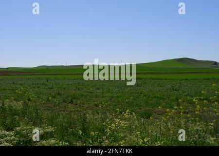 Grünes Land mit klarem Himmel an einem sonnigen Tag Stockfoto