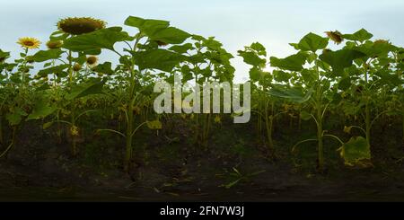 Gelbe Sonnenblumen blühen im Spätsommer auf dem Bauernfeld. Gelbe Sonnenblumen mit grünen Blättern ist ein Konzept für landwirtschaftliche Unternehmen im Bereich Sonnenblumenöl. Virtual Reality 360. Stockfoto