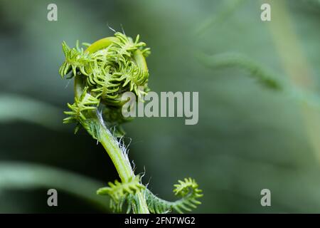 New Leaf Opening, Uncurling on A Common Bracken, Pteridium aquilinum, New Forest UK Stockfoto