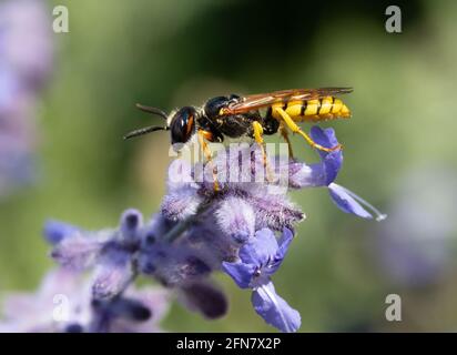 Eine Jagdwespe - Philanthus, Bienenjäger, die auf Blumen sitzen und ihr Opfer beobachten - Honigbiene. Bienenmörder-Wespen - Philanthus, Nahaufnahme. Stockfoto