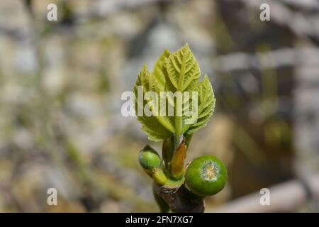 Feigenbaum Detail, frisches grünes Blatt und Früchte Schwellung auf Zweig im Frühjahr Stockfoto