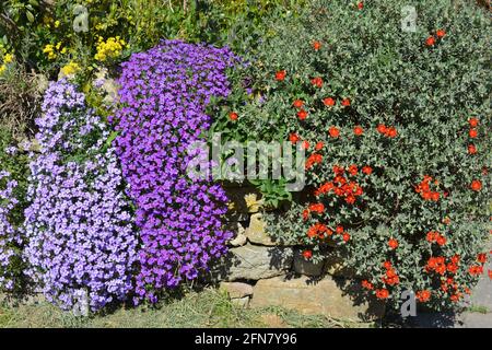 Farbenfrohe Pflanzen blühen in Trockensteinmauern, einschließlich purpurner Aubretia und roter Rockrose Stockfoto