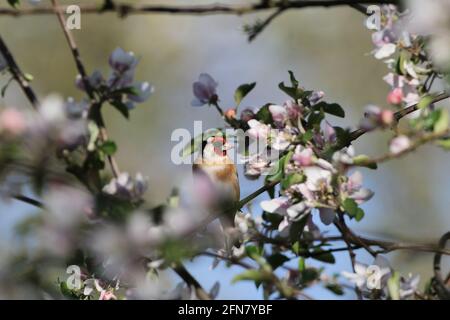 Europäischer Goldfink in Apfelblüte Stockfoto