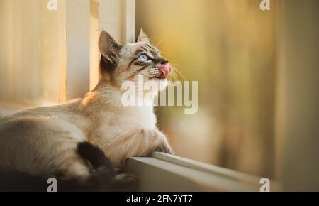 Ein süßes gestreiftes Thai-Kätzchen mit blauen Augen liegt auf der weißen Fensterbank nahe dem offenen Fenster und schaut interessiert auf, leckt. Höchstwahrscheinlich die Katze Stockfoto