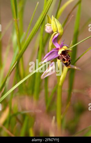 Bienenorchidee / Ophrys abeille / Ophrys apifera Stockfoto