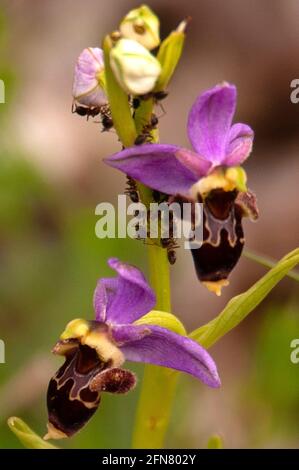 Bee Orchid / Ophrys abeille / Ophrys apifera in bedeckt Ameisen Stockfoto