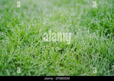 Schöner grüner Rasen nach dem Tau, Deutschland. Wassertropfen hängen am Grashalm. Regentropfen (Wasser) lassen die Detailaufnahme glänzen, glitzern und glänzen. Stockfoto