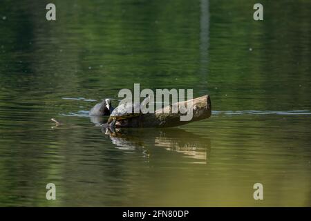 Die Teichschildkröte (Trachemys scripta) ist eine Art gewöhnlicher, mittelgroßer, semiaquatischer Schildkröte. Stockfoto