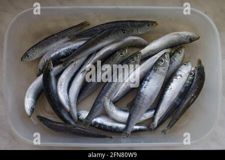 Sardinen in einem Kunststoffbehälter Stockfoto