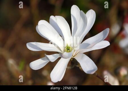 Stern-Magnolie (Magnolia Stellata) blüht im Frühling Stockfoto