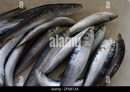 Sardinen in einem Kunststoffbehälter Stockfoto