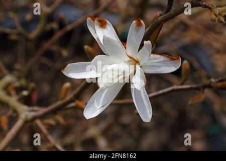 Star Magnolia (Magnolia Stellata) Blume durch späten Frost beschädigt Stockfoto