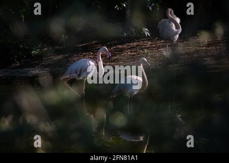 Lyon (Frankreich), 03. Mai 2021. Flamingos im Wasser im Parc de la tête d'Or. Stockfoto