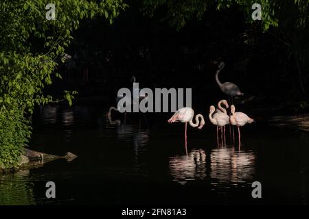 Lyon (Frankreich), 03. Mai 2021. Flamingos im Wasser im Parc de la tête d'Or. Stockfoto