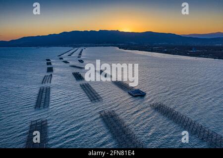 Luftaufnahmen der Muschelfarmen in der Bucht von Alfacs (Badia dels Alfacs) bei Sonnenuntergang, im Ebro-Delta (Provinz Tarragona, Katalonien, Spanien) Stockfoto