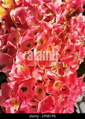 Vertikale Aufnahme von rosa großblättrigen Hortensien Stockfoto