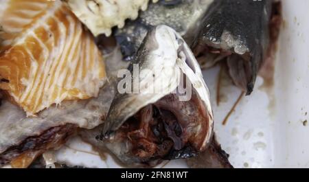 Detail der Fische bleibt weggeworfen, Nahrung in schlechtem Zustand Stockfoto