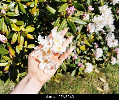 Weibliche Hand hält Rhododendron in einem Garten Stockfoto