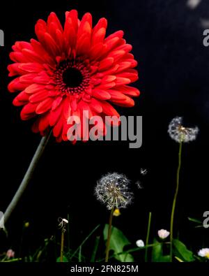 Eine große rote Gerbera über zwei Dandelion Blüten, aus denen Einige Sporen fliegen auf dunklem Hintergrund davon Stockfoto