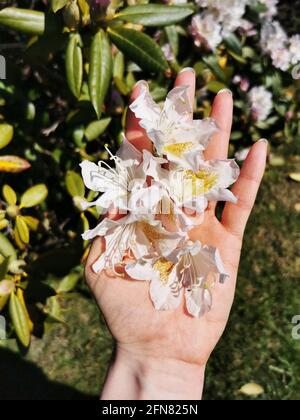 Weibliche Hand hält Rhododendron in einem Garten Stockfoto