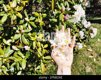 Weibliche Hand hält Rhododendron in einem Garten Stockfoto