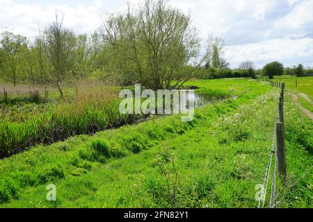 WaterMeadows by the River Lea in der Nähe von Wheathampstead, Hertfordshire, England Stockfoto