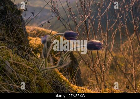 Geschützte Blumen von Pulsatilla in der natürlichen Umgebung. Stockfoto