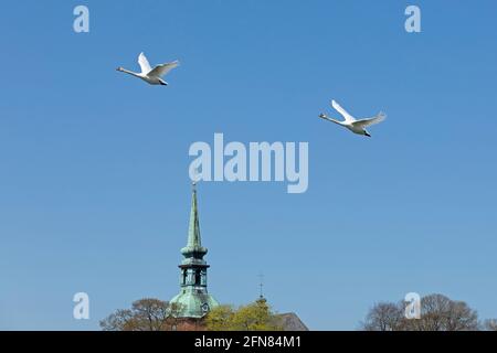 Stumme Schwäne im Flug (Cygnus olor), Kappeln, Schlei, Schleswig-Holstein, Deutschland Stockfoto