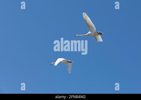 Stumme Schwäne im Flug (Cygnus olor), Kappeln, Schlei, Schleswig-Holstein, Deutschland Stockfoto