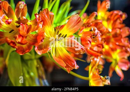 Verwitterte rote und gelbe Tulpen in Nahaufnahme Stockfoto