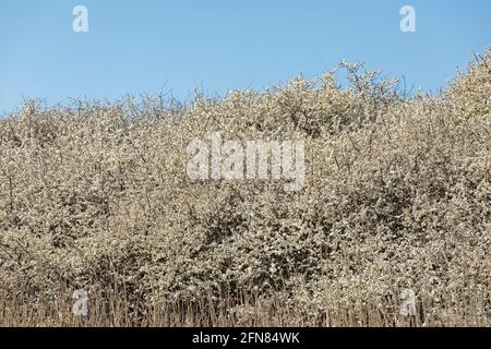 Blühender Schlehdorn (Prunus spinosa), auch Schlehe, Rabelsund, Rabel, Schlei, Schleswig-Holstein Deutschland Stockfoto