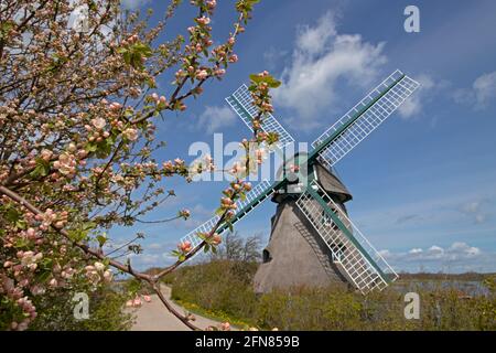 Windmühle Charlotte, Goldhöft, Naturschutzgebiet Gelting Birk, Gelting Bay, Schleswig-Holstein, Deutschland Stockfoto