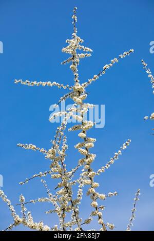 Blühender Schlehdorn (Prunus spinosa), auch Schlehe, Gelting Birk Nature Reserve, Gelting Bay, Schleswig-Holstein, Deutschland genannt Stockfoto