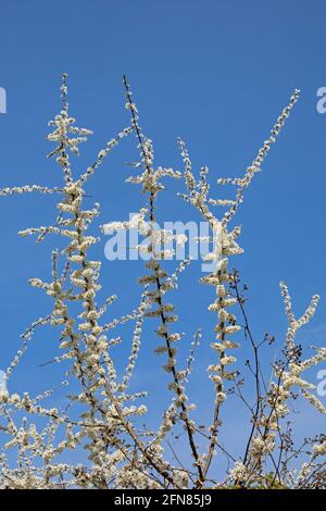 Blühender Schlehdorn (Prunus spinosa), auch Schlehe, Gelting Birk Nature Reserve, Gelting Bay, Schleswig-Holstein, Deutschland genannt Stockfoto