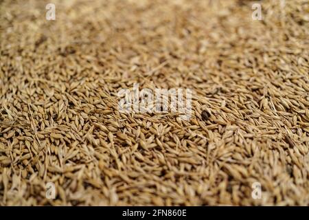 Hintergrund Korn Gerste, Malz Zutatenbasis Bier zu machen, Textur von hopped golden grain Stockfoto