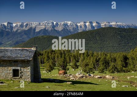 Pradell Hütte im Frühling. Im Hintergrund die Serra del Cadí (Cerdanya, Katalonien, Spanien, Pyrenäen) Stockfoto