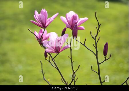 Schöne Nahaufnahme der purpurroten chinesischen Magnolie (Magnolia Liliiflora Nigra) Baumblüten, die auf dem Universitätscampus in Dublin, Irland, blühen. Weich und s Stockfoto