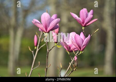 Schöne Nahaufnahme der purpurroten chinesischen Magnolie (Magnolia Liliiflora Nigra) Baumblüten, die auf dem Universitätscampus in Dublin, Irland, blühen. Weich und s Stockfoto