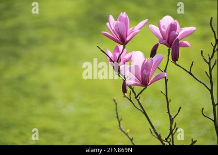 Schöne Nahaufnahme der purpurroten chinesischen Magnolie (Magnolia Liliiflora Nigra) Baumblüten, die auf dem Universitätscampus in Dublin, Irland, blühen. Weich und s Stockfoto