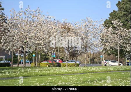 Schöne Fernsicht auf zarte Frühlingskirsche (Prunus Shogetsu Oku Miyako) Blühender Baum und Kamillenblütenrasen an der Universität Stockfoto