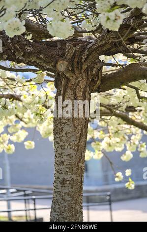 Schöne Nahaufnahme des zarten Frühlings weiße Kirsche (Prunus Shogetsu Oku Miyako) blühenden Baumes auf dem Universitätscampus, Dublin, Irland Stockfoto