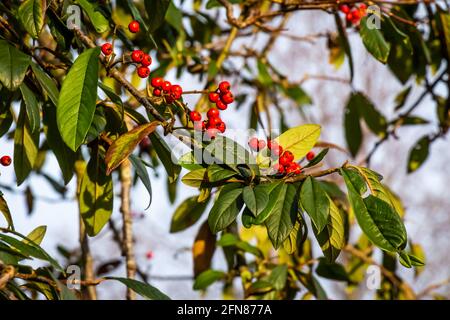 Rote Beeren auf einem Cotoneaster oder ‘Cornubia’ Baum im Wintersonne Stockfoto